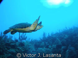 happy turtle in two for you dive site at parguera area! by Victor J. Lasanta 